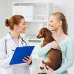 vet checking dog