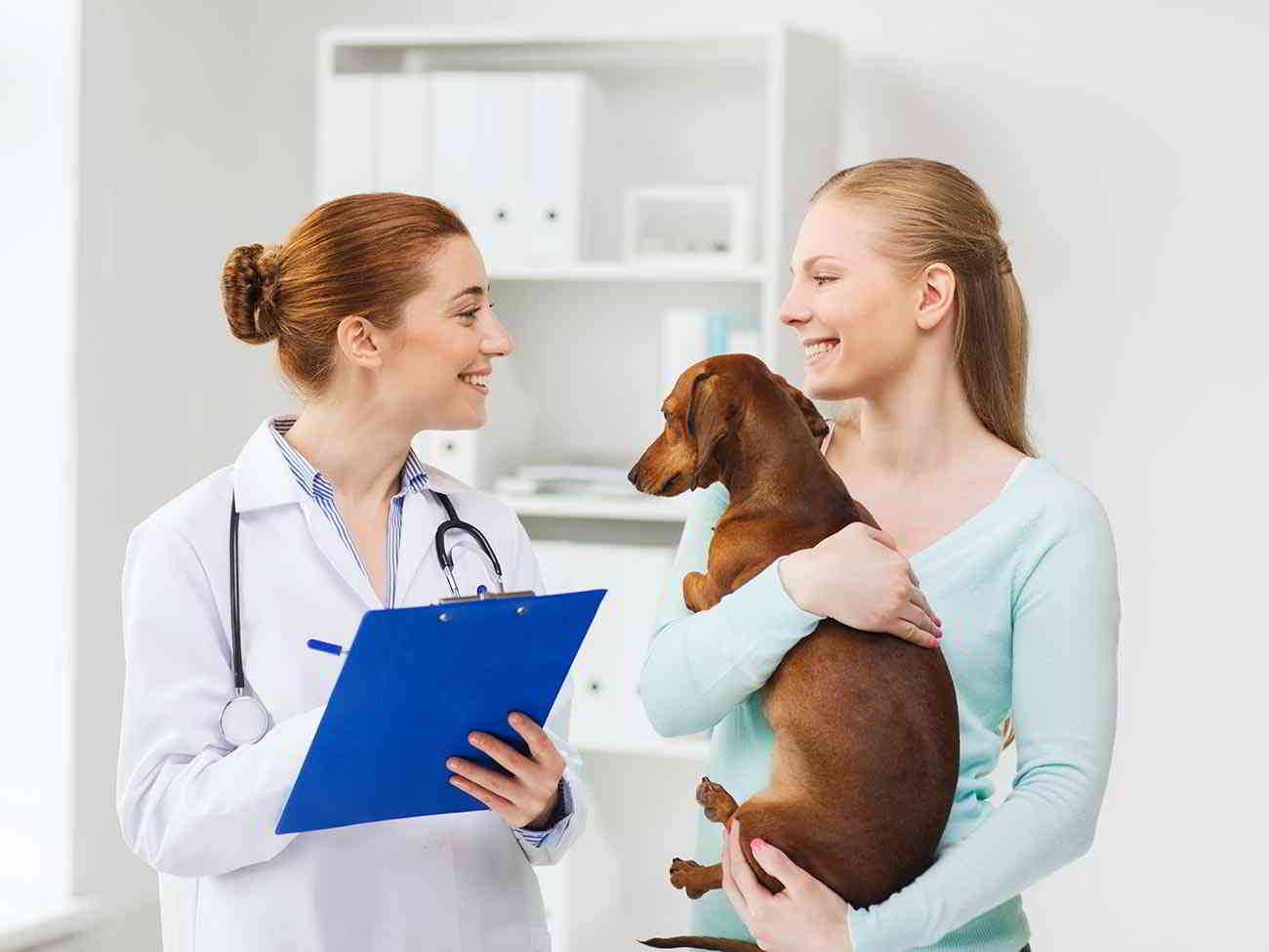 vet checking dog